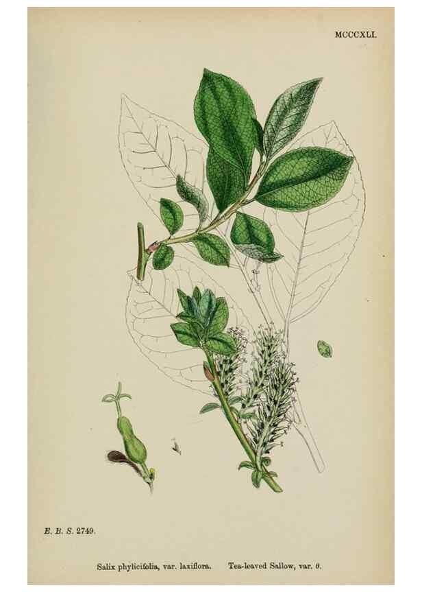 Reproducción/Reproduction 48753630723: English botany, or, Coloured figures of British plants /. London :R. Hardwicke,1863-1886.. 