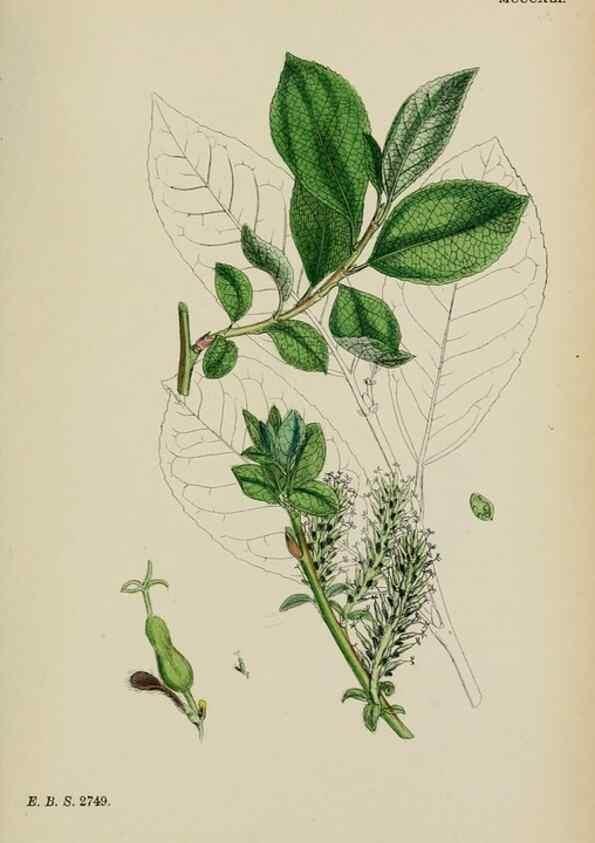 Reproducción/Reproduction 48753630723: English botany, or, Coloured figures of British plants /. London :R. Hardwicke,1863-1886.. 
