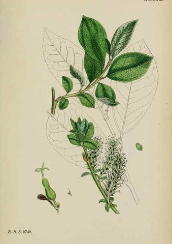 Reproducción/Reproduction 48753630723: English botany, or, Coloured figures of British plants /. London :R. Hardwicke,1863-1886.. 