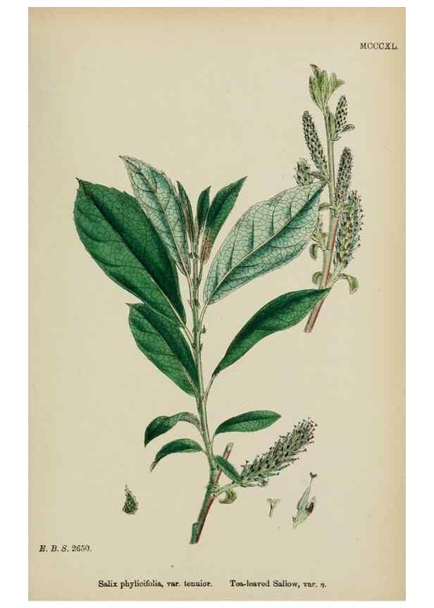 Reproducción/Reproduction 48753630498: English botany, or, Coloured figures of British plants /. London :R. Hardwicke,1863-1886.. 