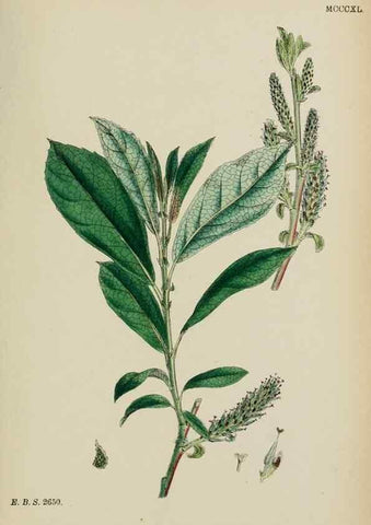 Reproducción/Reproduction 48753630498: English botany, or, Coloured figures of British plants /. London :R. Hardwicke,1863-1886.. 