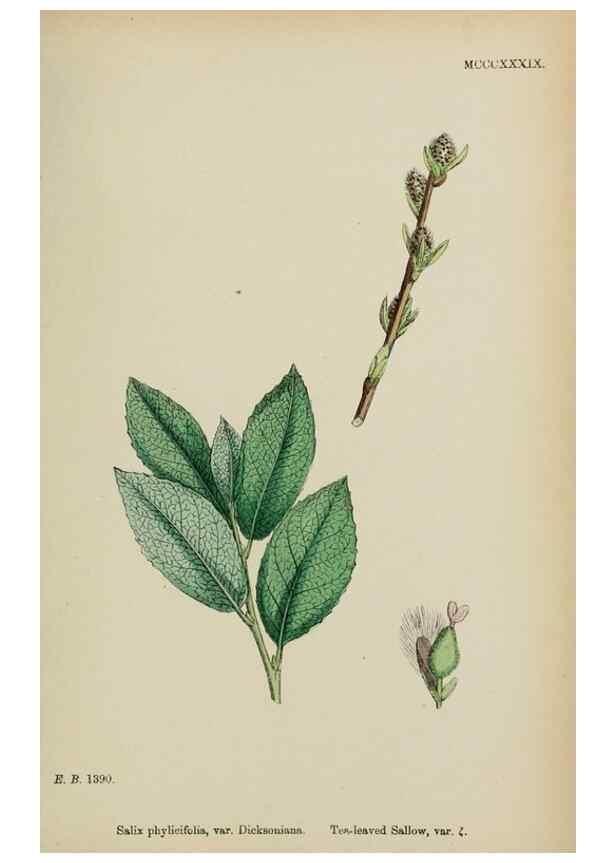Reproducción/Reproduction 48753954991: English botany, or, Coloured figures of British plants /. London :R. Hardwicke,1863-1886.. 