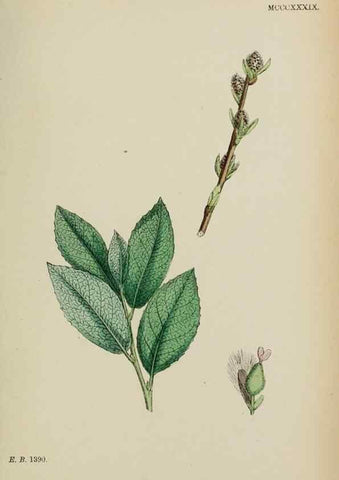 Reproducción/Reproduction 48753954991: English botany, or, Coloured figures of British plants /. London :R. Hardwicke,1863-1886.. 