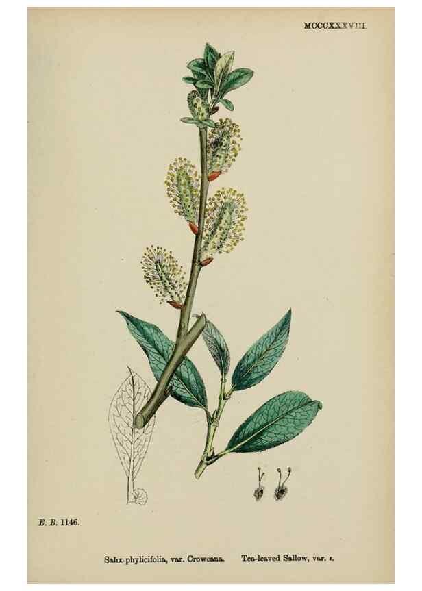 Reproducción/Reproduction 48754144837: English botany, or, Coloured figures of British plants /. London :R. Hardwicke,1863-1886.. 