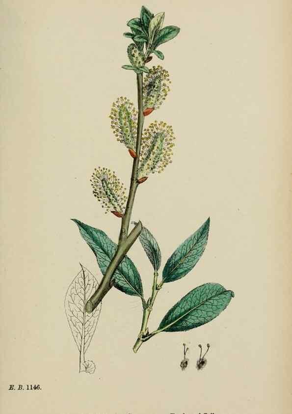 Reproducción/Reproduction 48754144837: English botany, or, Coloured figures of British plants /. London :R. Hardwicke,1863-1886.. 