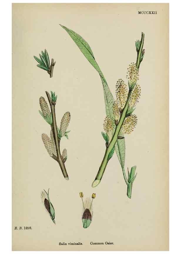 Reproducción/Reproduction 48754141047: English botany, or, Coloured figures of British plants /. London :R. Hardwicke,1863-1886.. 