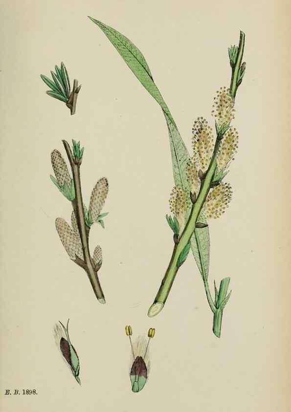 Reproducción/Reproduction 48754141047: English botany, or, Coloured figures of British plants /. London :R. Hardwicke,1863-1886.. 