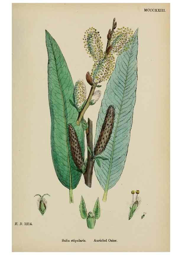 Reproducción/Reproduction 48753626653: English botany, or, Coloured figures of British plants /. London :R. Hardwicke,1863-1886.. 