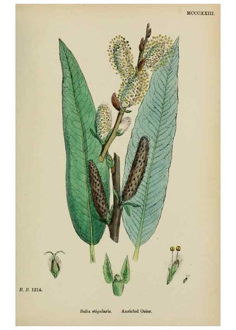 Reproducción/Reproduction 48753626653: English botany, or, Coloured figures of British plants /. London :R. Hardwicke,1863-1886.. 
