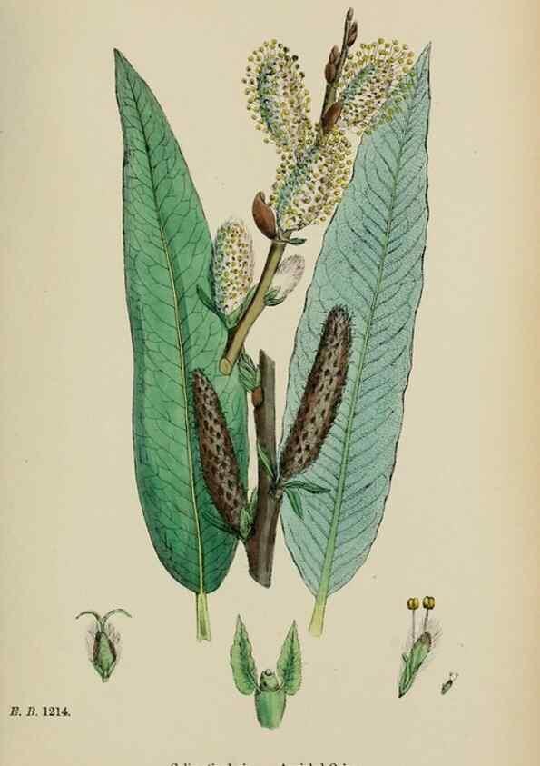 Reproducción/Reproduction 48753626653: English botany, or, Coloured figures of British plants /. London :R. Hardwicke,1863-1886.. 