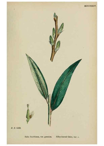 Reproducción/Reproduction 48753626913: English botany, or, Coloured figures of British plants /. London :R. Hardwicke,1863-1886.. 
