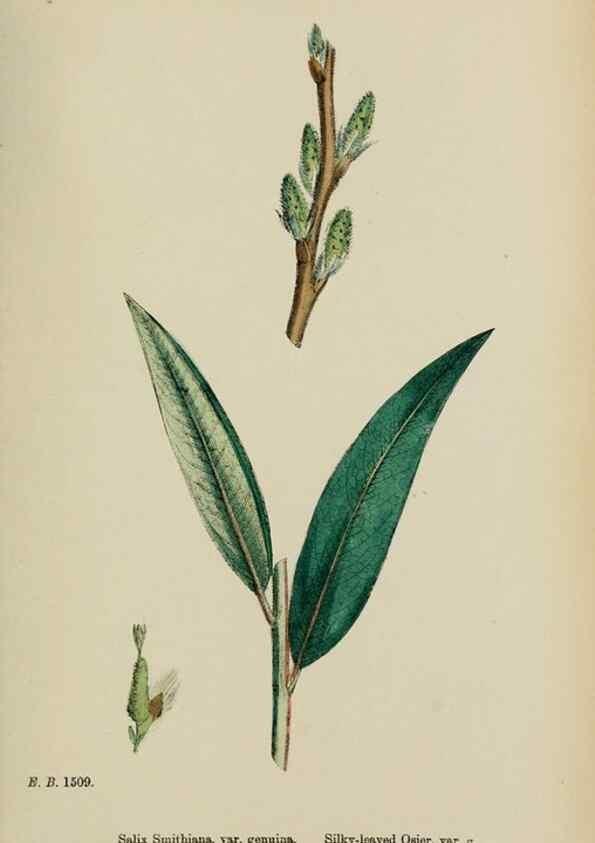 Reproducción/Reproduction 48753626913: English botany, or, Coloured figures of British plants /. London :R. Hardwicke,1863-1886.. 