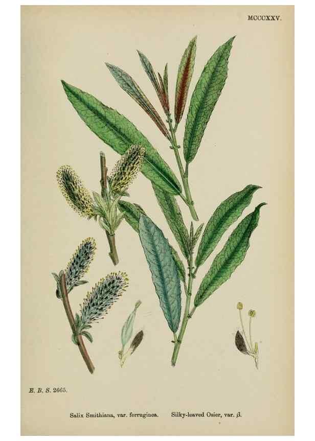 Reproducción/Reproduction 48753951871: English botany, or, Coloured figures of British plants /. London :R. Hardwicke,1863-1886.. 
