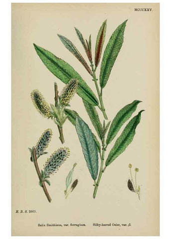 Reproducción/Reproduction 48753951871: English botany, or, Coloured figures of British plants /. London :R. Hardwicke,1863-1886.. 