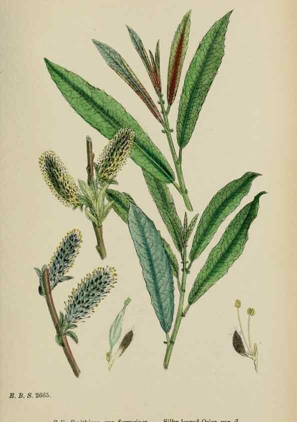 Reproducción/Reproduction 48753951871: English botany, or, Coloured figures of British plants /. London :R. Hardwicke,1863-1886.. 