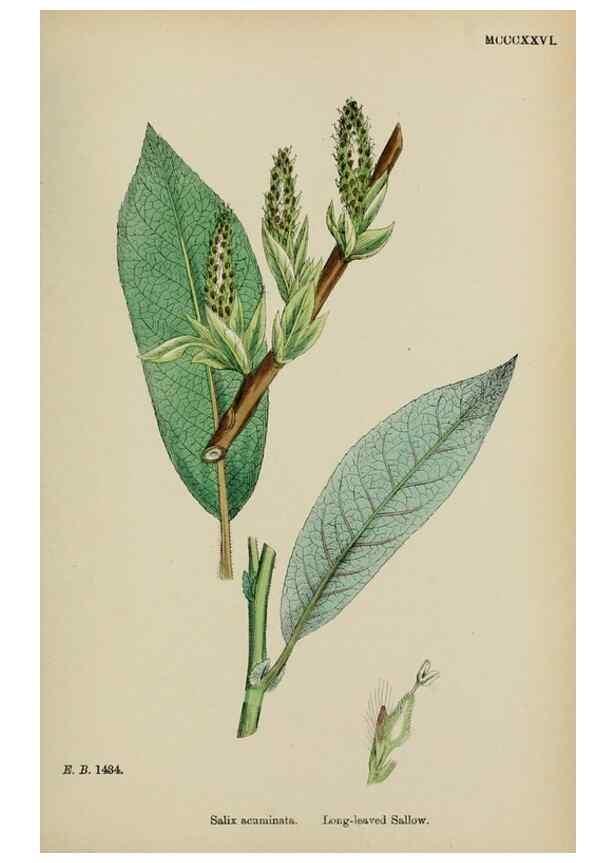 Reproducción/Reproduction 48753952046: English botany, or, Coloured figures of British plants /. London :R. Hardwicke,1863-1886.. 