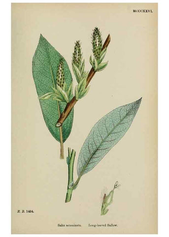 Reproducción/Reproduction 48753952046: English botany, or, Coloured figures of British plants /. London :R. Hardwicke,1863-1886.. 