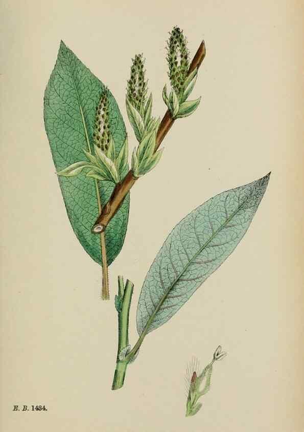 Reproducción/Reproduction 48753952046: English botany, or, Coloured figures of British plants /. London :R. Hardwicke,1863-1886.. 