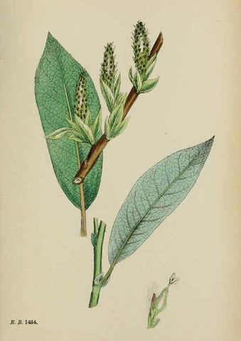 Reproducción/Reproduction 48753952046: English botany, or, Coloured figures of British plants /. London :R. Hardwicke,1863-1886.. 