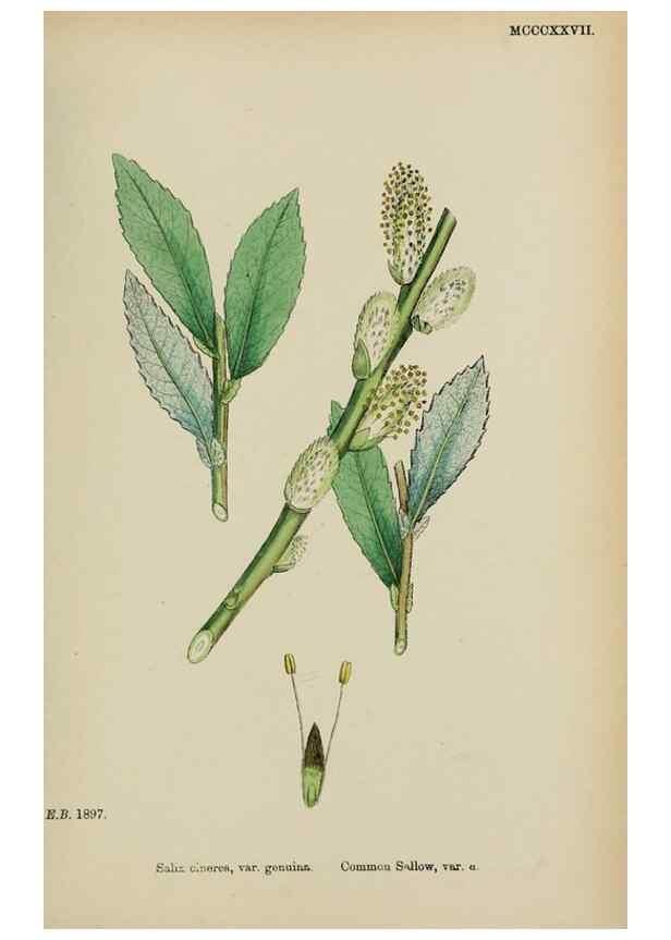 Reproducción/Reproduction 48753627558: English botany, or, Coloured figures of British plants /. London :R. Hardwicke,1863-1886.. 