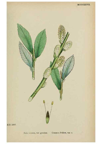Reproducción/Reproduction 48753627558: English botany, or, Coloured figures of British plants /. London :R. Hardwicke,1863-1886.. 