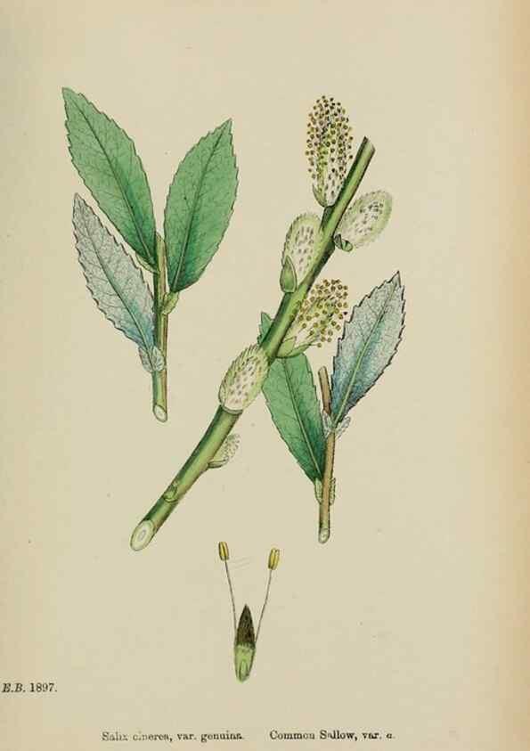 Reproducción/Reproduction 48753627558: English botany, or, Coloured figures of British plants /. London :R. Hardwicke,1863-1886.. 