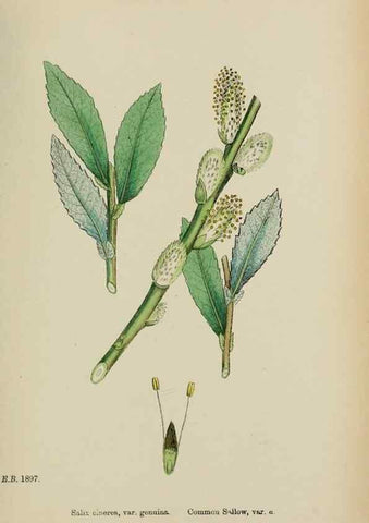 Reproducción/Reproduction 48753627558: English botany, or, Coloured figures of British plants /. London :R. Hardwicke,1863-1886.. 