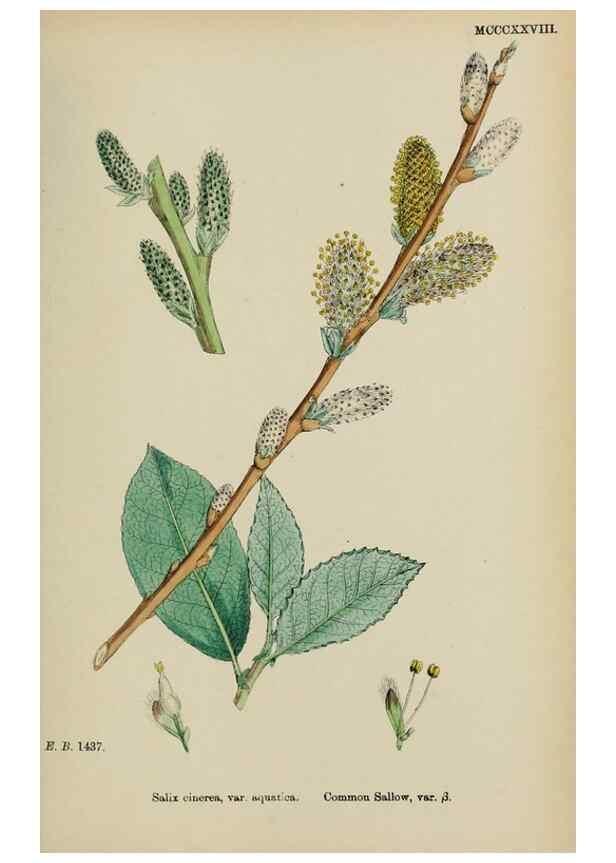 Reproducción/Reproduction 48753952521: English botany, or, Coloured figures of British plants /. London :R. Hardwicke,1863-1886.. 
