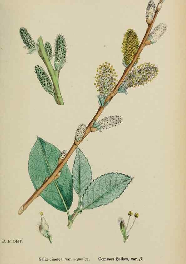 Reproducción/Reproduction 48753952521: English botany, or, Coloured figures of British plants /. London :R. Hardwicke,1863-1886.. 