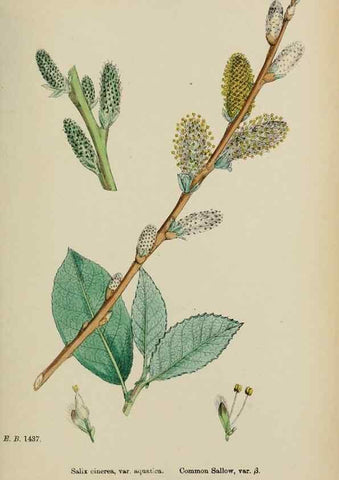 Reproducción/Reproduction 48753952521: English botany, or, Coloured figures of British plants /. London :R. Hardwicke,1863-1886.. 