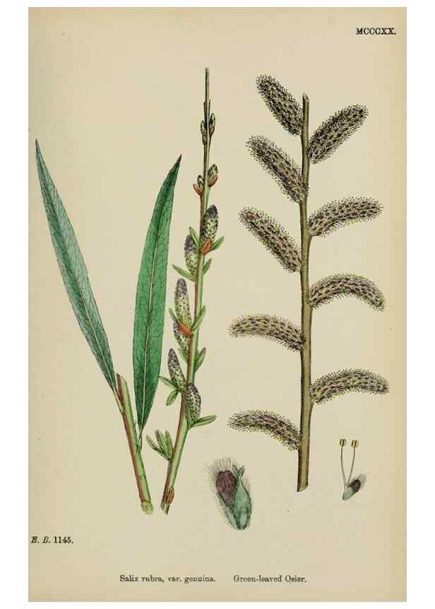 Reproducción/Reproduction 48754140457: English botany, or, Coloured figures of British plants /. London :R. Hardwicke,1863-1886.. 
