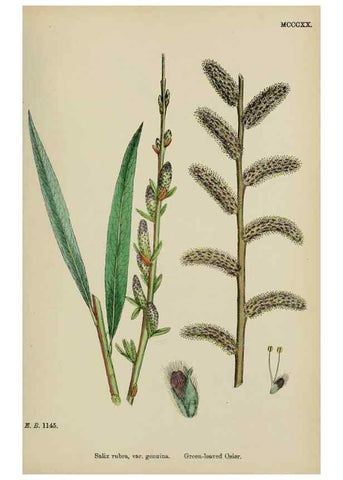 Reproducción/Reproduction 48754140457: English botany, or, Coloured figures of British plants /. London :R. Hardwicke,1863-1886.. 