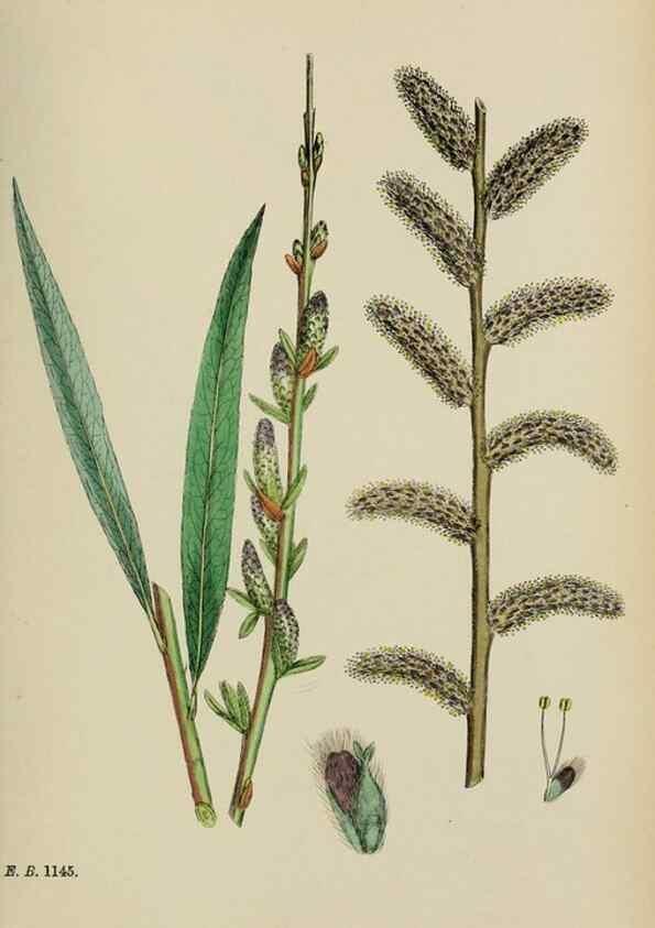 Reproducción/Reproduction 48754140457: English botany, or, Coloured figures of British plants /. London :R. Hardwicke,1863-1886.. 
