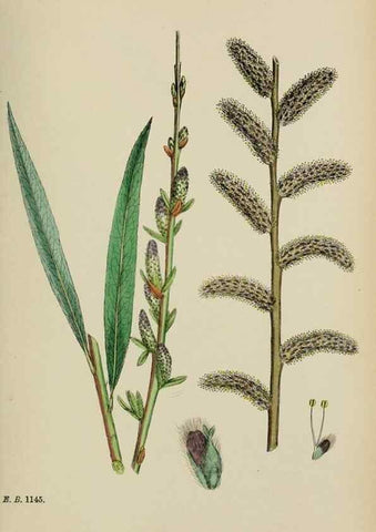 Reproducción/Reproduction 48754140457: English botany, or, Coloured figures of British plants /. London :R. Hardwicke,1863-1886.. 