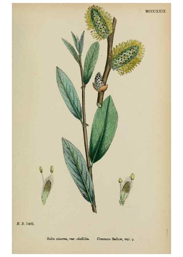 Reproducción/Reproduction 48753628018: English botany, or, Coloured figures of British plants /. London :R. Hardwicke,1863-1886.. 