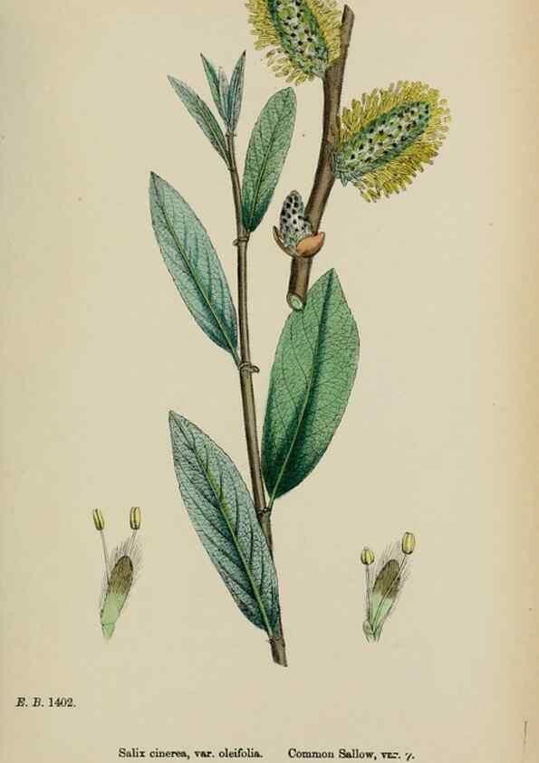 Reproducción/Reproduction 48753628018: English botany, or, Coloured figures of British plants /. London :R. Hardwicke,1863-1886.. 