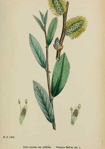 Reproducción/Reproduction 48753628018: English botany, or, Coloured figures of British plants /. London :R. Hardwicke,1863-1886.. 