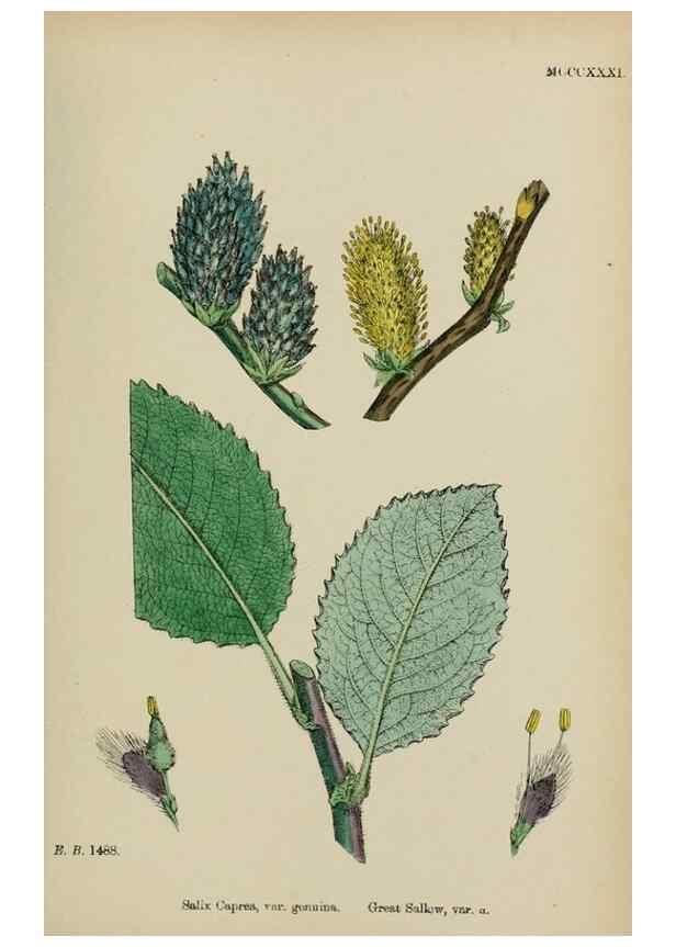 Reproducción/Reproduction 48753953216: English botany, or, Coloured figures of British plants /. London :R. Hardwicke,1863-1886.. 