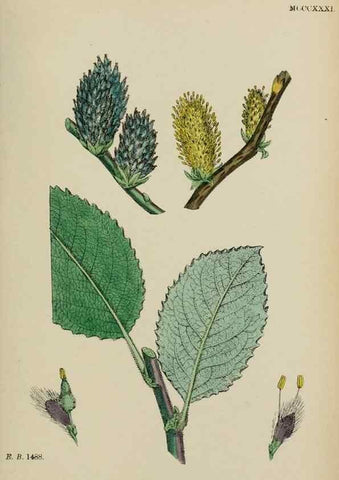 Reproducción/Reproduction 48753953216: English botany, or, Coloured figures of British plants /. London :R. Hardwicke,1863-1886.. 