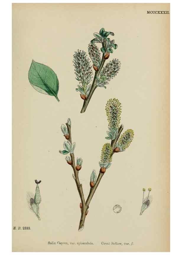 Reproducción/Reproduction 48753628603: English botany, or, Coloured figures of British plants /. London :R. Hardwicke,1863-1886.. 