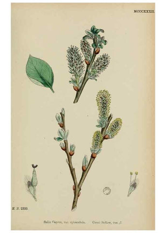 Reproducción/Reproduction 48753628603: English botany, or, Coloured figures of British plants /. London :R. Hardwicke,1863-1886.. 