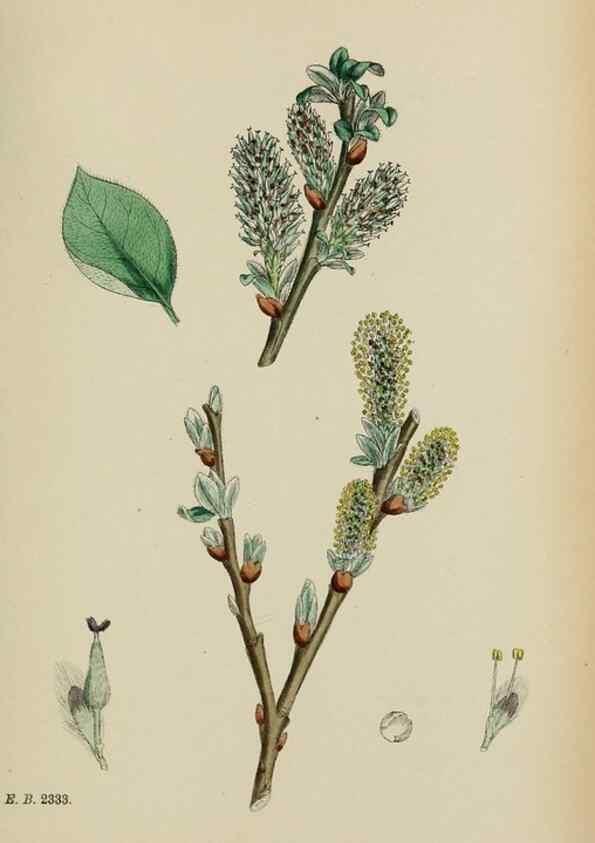 Reproducción/Reproduction 48753628603: English botany, or, Coloured figures of British plants /. London :R. Hardwicke,1863-1886.. 