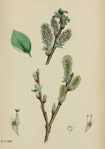 Reproducción/Reproduction 48753628603: English botany, or, Coloured figures of British plants /. London :R. Hardwicke,1863-1886.. 
