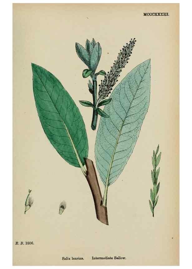 Reproducción/Reproduction 48753628838: English botany, or, Coloured figures of British plants /. London :R. Hardwicke,1863-1886.. 