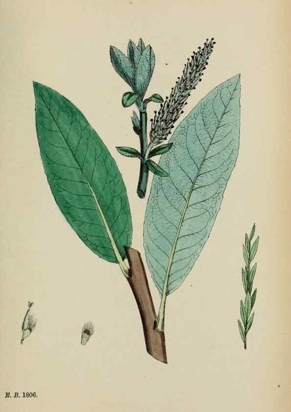 Reproducción/Reproduction 48753628838: English botany, or, Coloured figures of British plants /. London :R. Hardwicke,1863-1886.. 