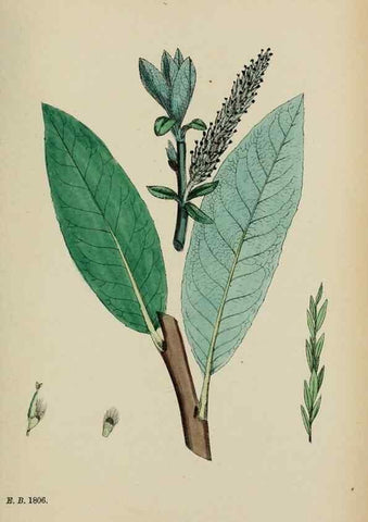 Reproducción/Reproduction 48753628838: English botany, or, Coloured figures of British plants /. London :R. Hardwicke,1863-1886.. 