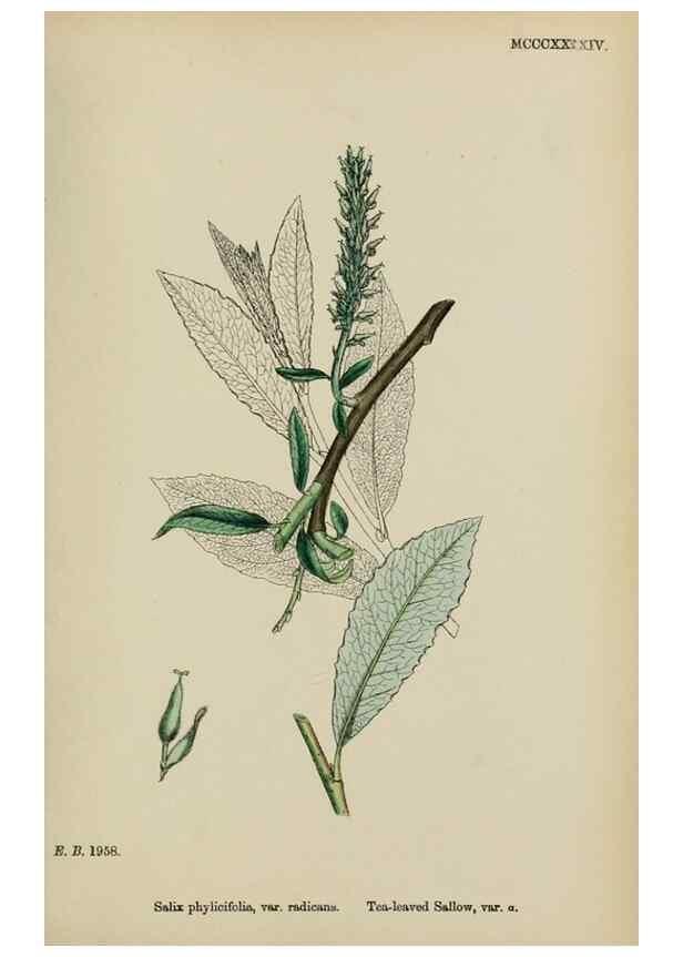 Reproducción/Reproduction 48753629028: English botany, or, Coloured figures of British plants /. London :R. Hardwicke,1863-1886.. 