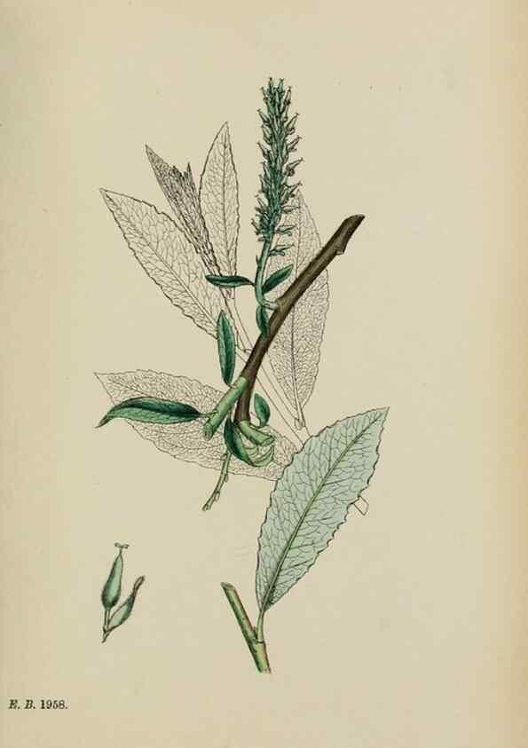 Reproducción/Reproduction 48753629028: English botany, or, Coloured figures of British plants /. London :R. Hardwicke,1863-1886.. 