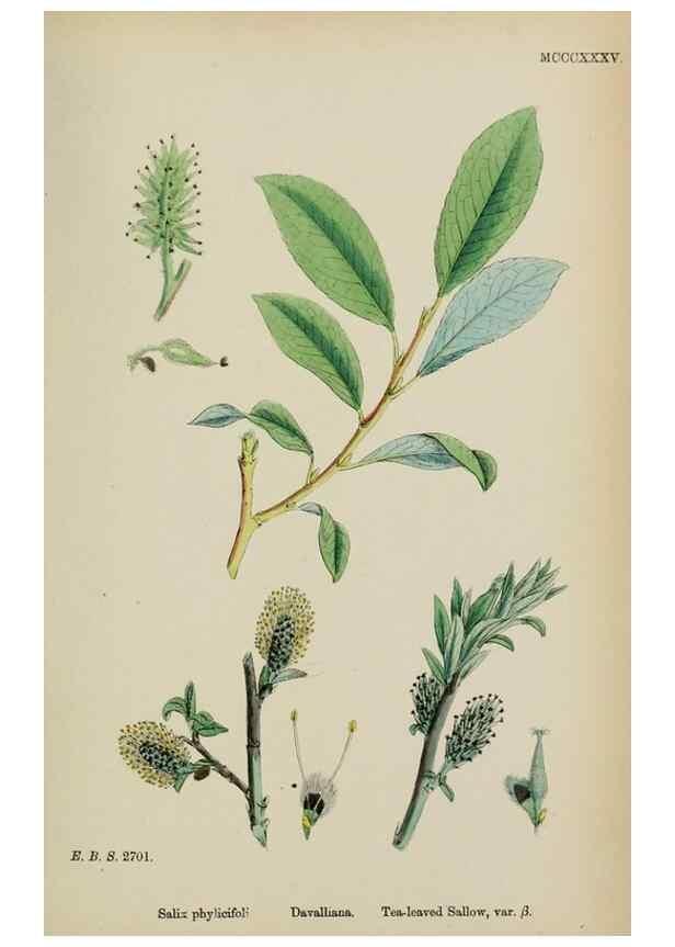 Reproducción/Reproduction 48753629258: English botany, or, Coloured figures of British plants /. London :R. Hardwicke,1863-1886.. 