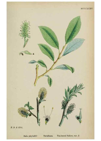 Reproducción/Reproduction 48753629258: English botany, or, Coloured figures of British plants /. London :R. Hardwicke,1863-1886.. 
